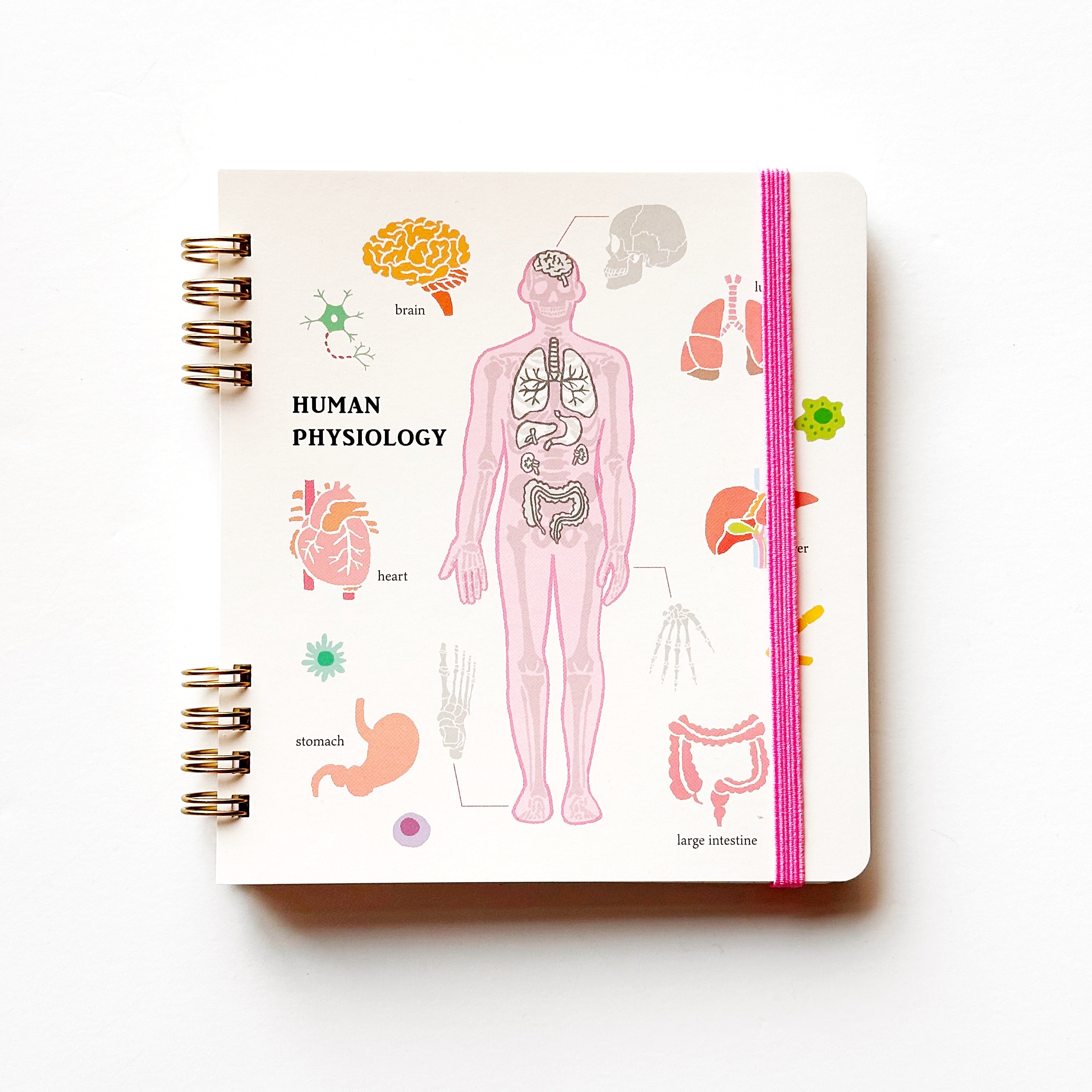 Study Hall Notebook - Human Physiology