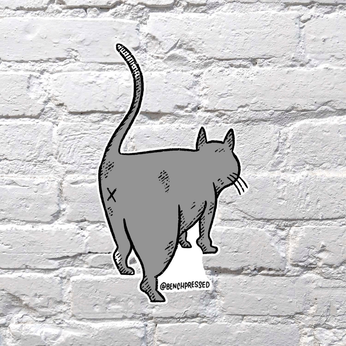 Image of a grey cat from the back showing its butthole.         